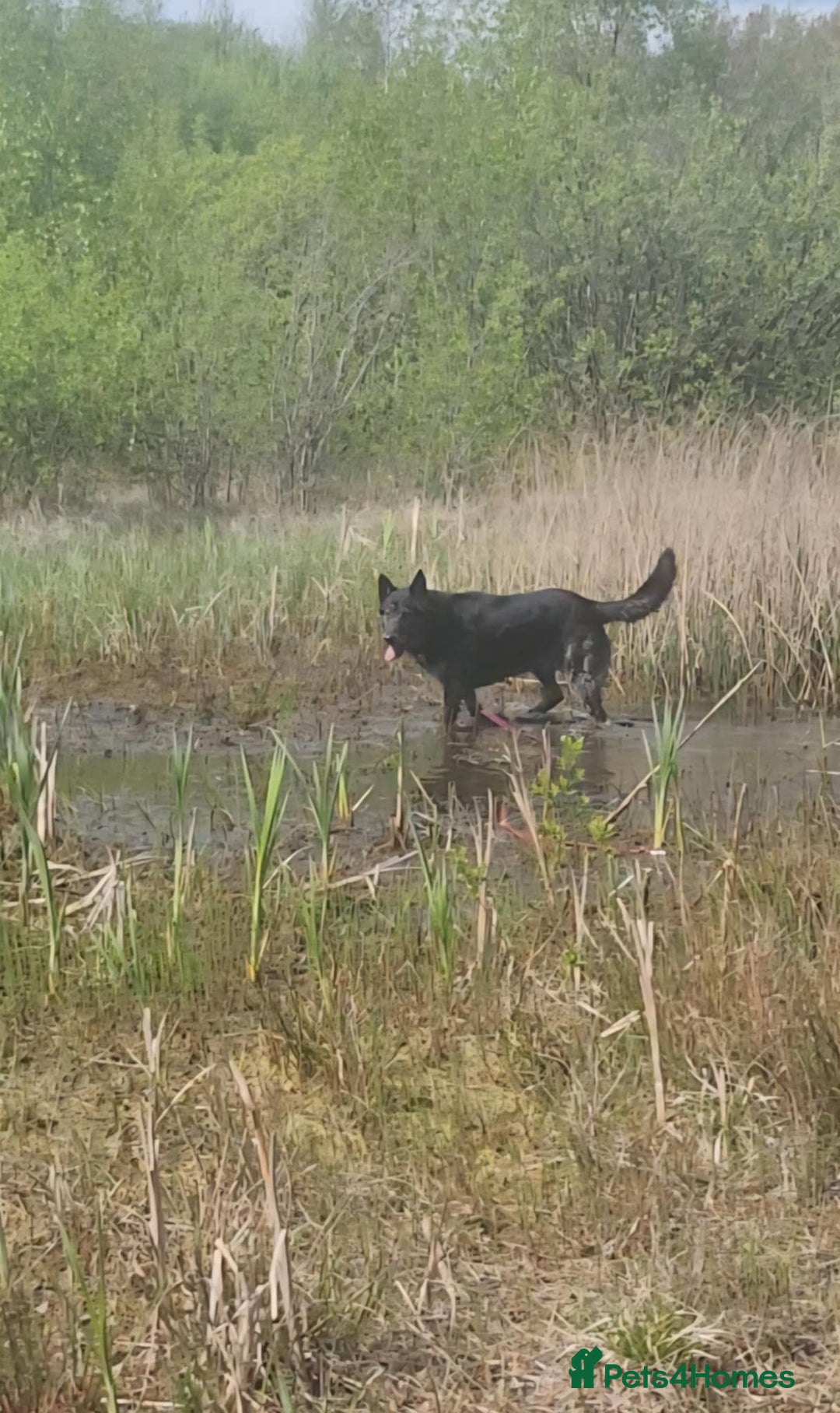 Mixed Breed dogs for adoption: Bexley is 10 yrs old  - Image 5