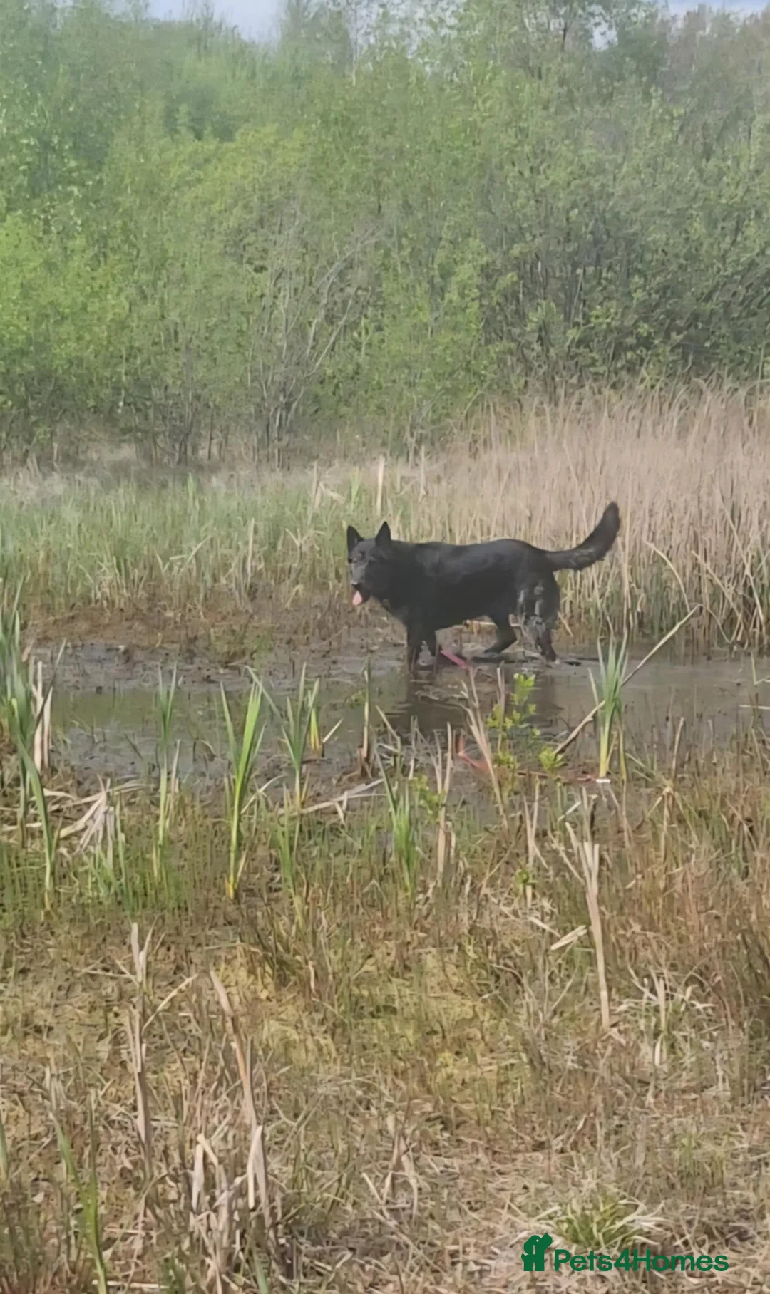 Mixed Breed dogs for adoption: Bexley is 10 yrs old  - Advert 5