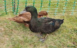 Ducks poultry for sale: 8-week old Cayuga x mini Silver Appleyard ducks - Image 7