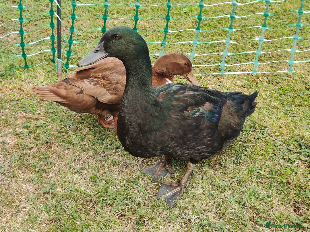 Ducks poultry for sale: 8-week old Cayuga x mini Silver Appleyard ducks - Image 7