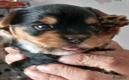 Yorkshire Terrier dogs for sale: Yorkshire Terrier Puppies 3 Boys 1 Girl - Image 13