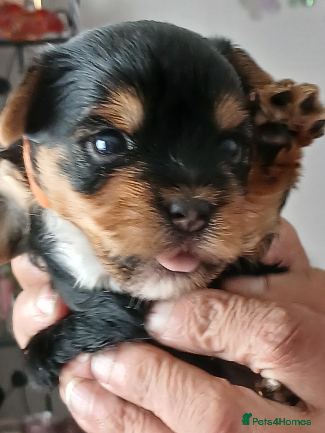 Yorkshire Terrier dogs for sale: Yorkshire Terrier Puppies 3 Boys 1 Girl - Image 13