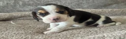 Beagle dogs for sale: TRUE SHOW TYPE KC REGISTERED BEAGLES - Advert 2