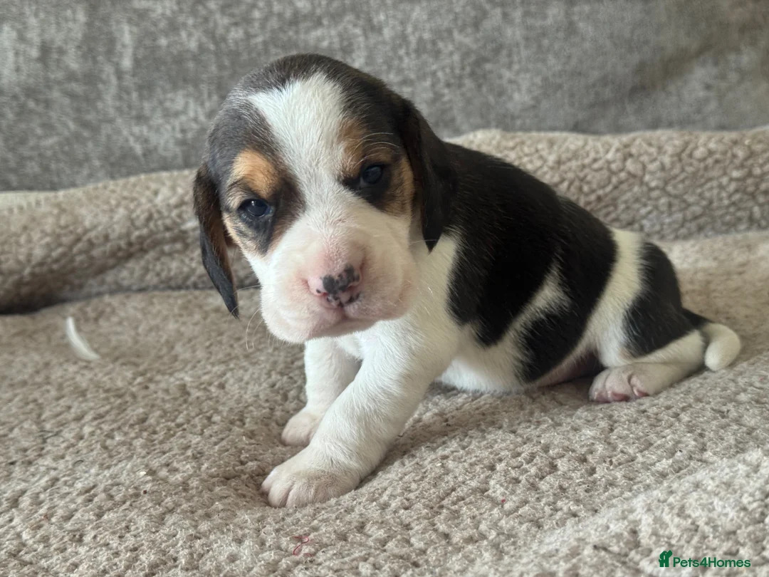 Beagle dogs for sale: TRUE SHOW TYPE KC REGISTERED BEAGLES - Advert 2