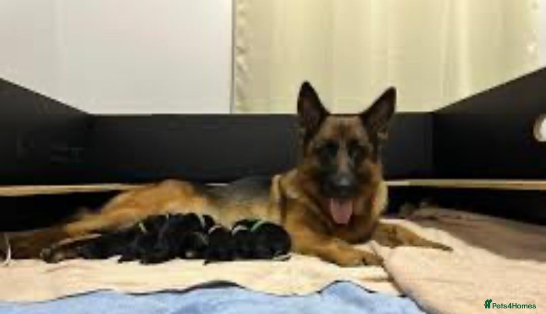 German Shepherd dogs for sale: 5 month German Shepard puppy - Advert 5