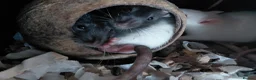 Rat rodents for sale: n 5 black with patch white belly and 5 girls left - Advert 21