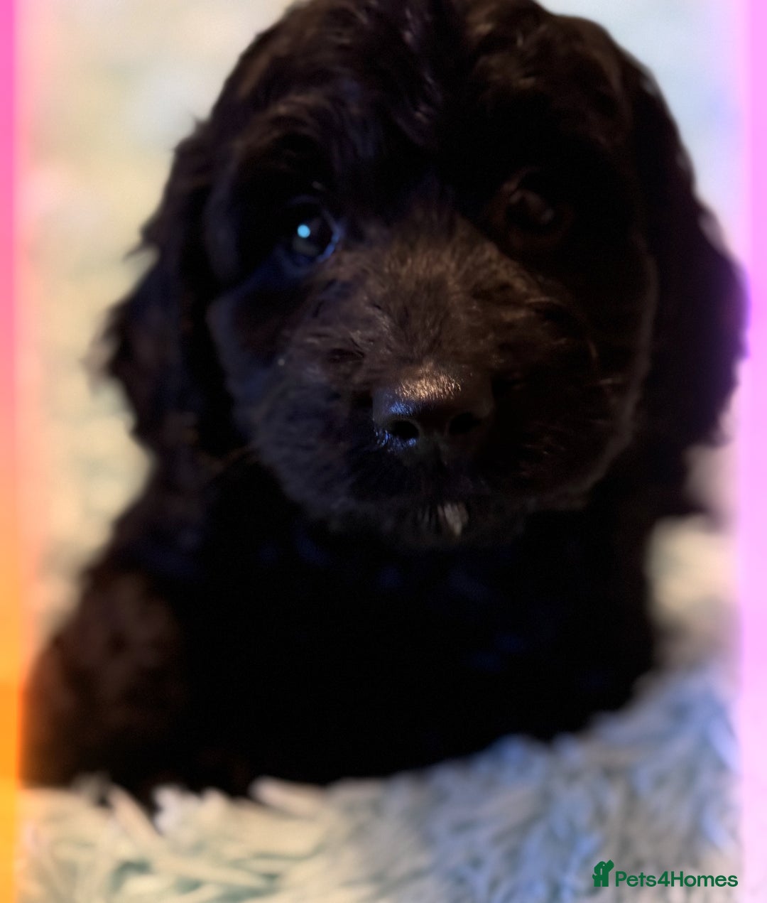 Cockapoo dogs for sale: Healthy Happy Stunning Cockapoo Puppies - Advert 20