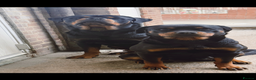 Rottweiler dogs for sale: 8 week female Rottweiler puppy  - Advert 2