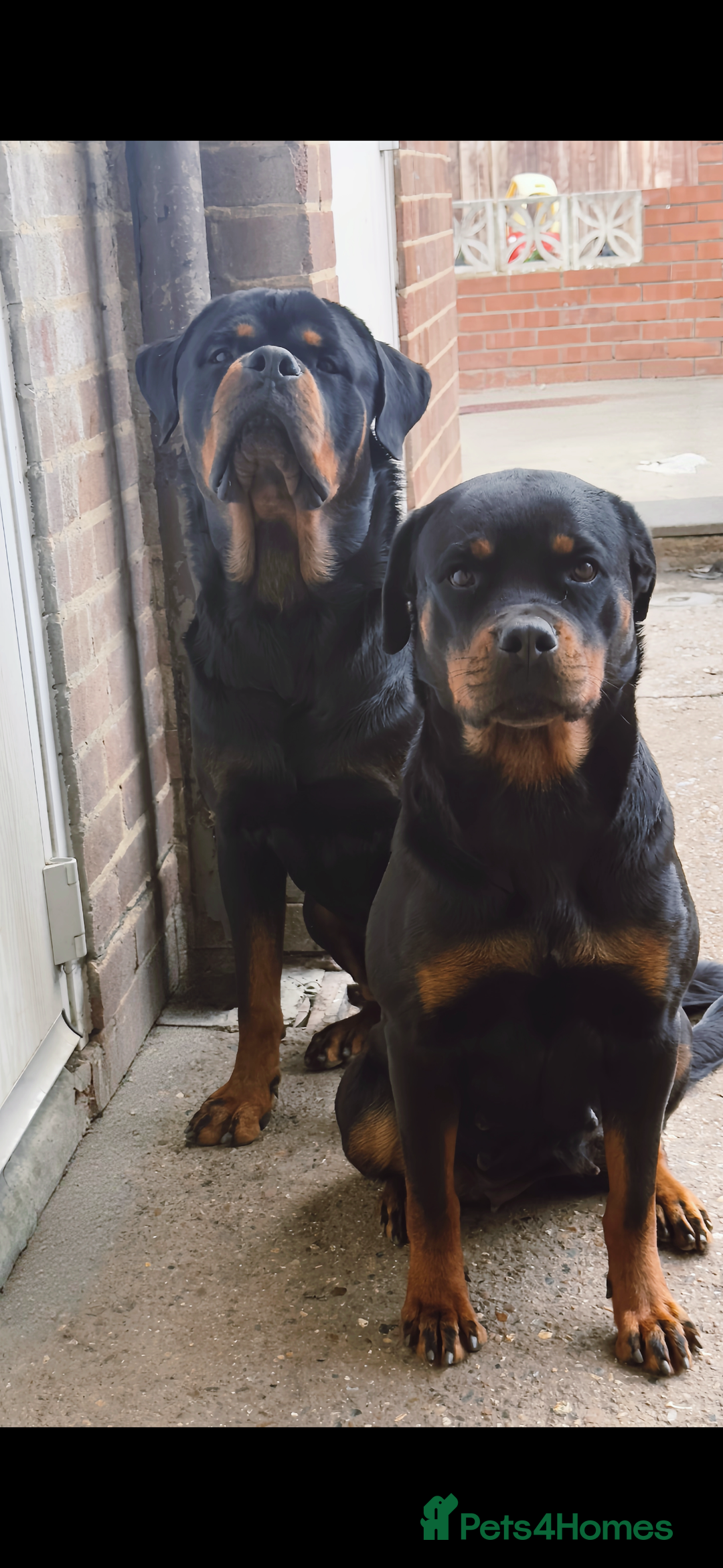 Rottweiler dogs for sale: 8 week female Rottweiler puppy  - Advert 2