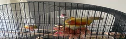 Conures birds for sale: Beautiful Bonded Conure Pair Looking for a Home  in Cardiff - Advert 4