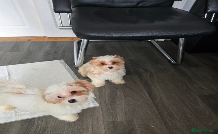 Maltipoo dogs - Advert 3