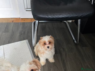 Maltipoo dogs - Advert 6