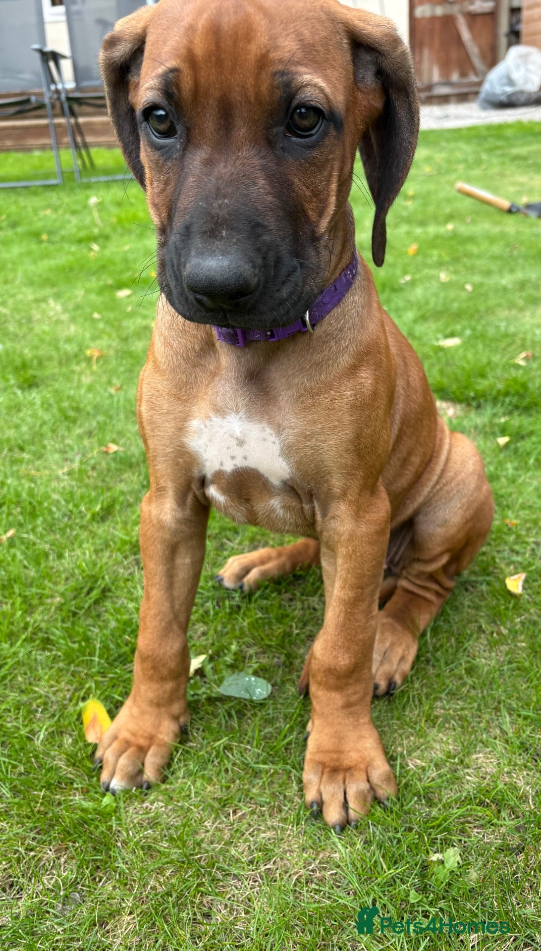Rhodesian Ridgeback dogs Rhodesian Ridgeback puppies, health tested kc reg - Advert 2