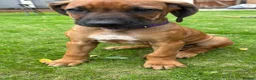 Rhodesian Ridgeback dogs for sale: Rhodesian Ridgeback puppies, health tested kc reg - Advert 2