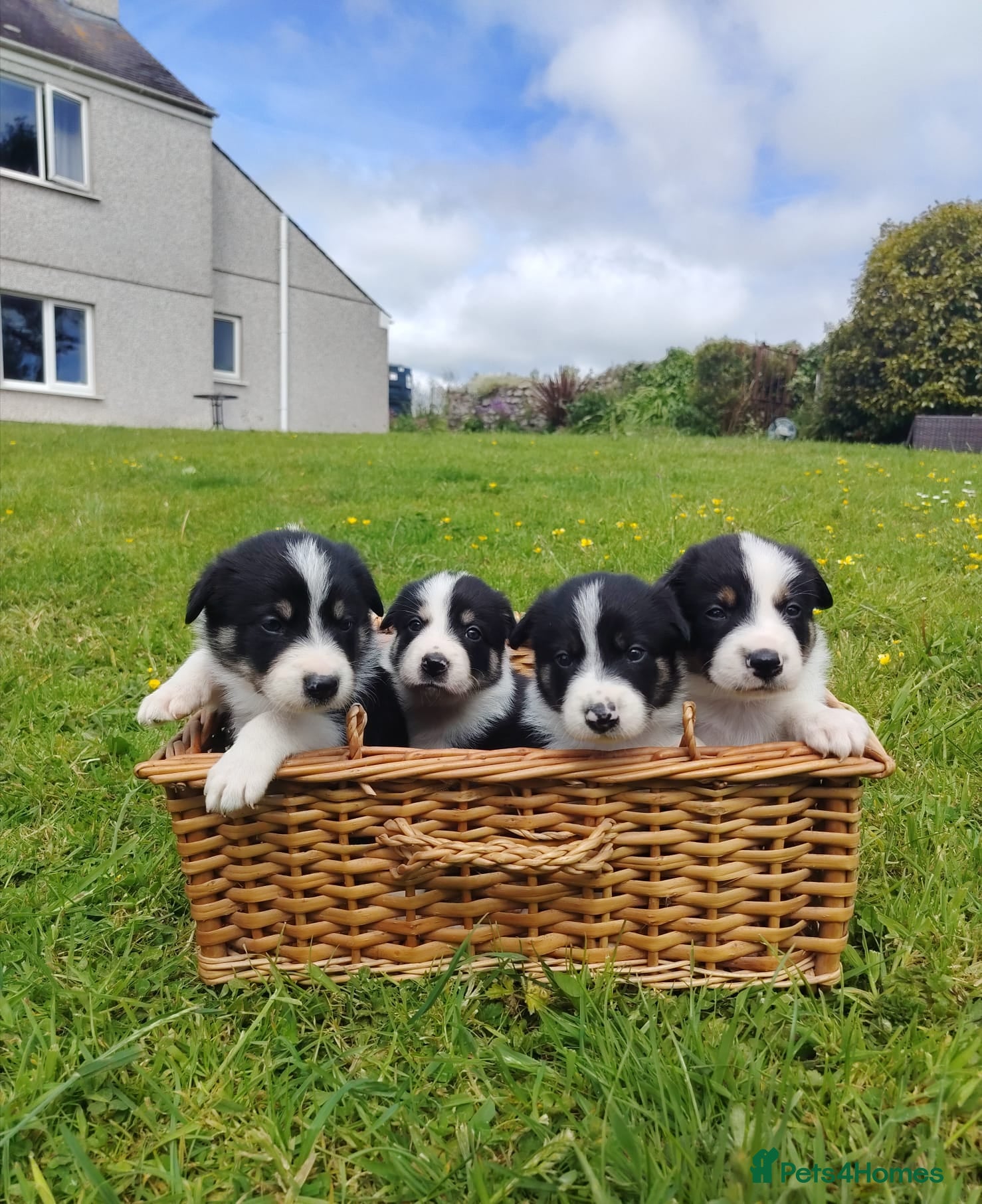 Border Collie dogs Border Collie Pups  - Advert 4