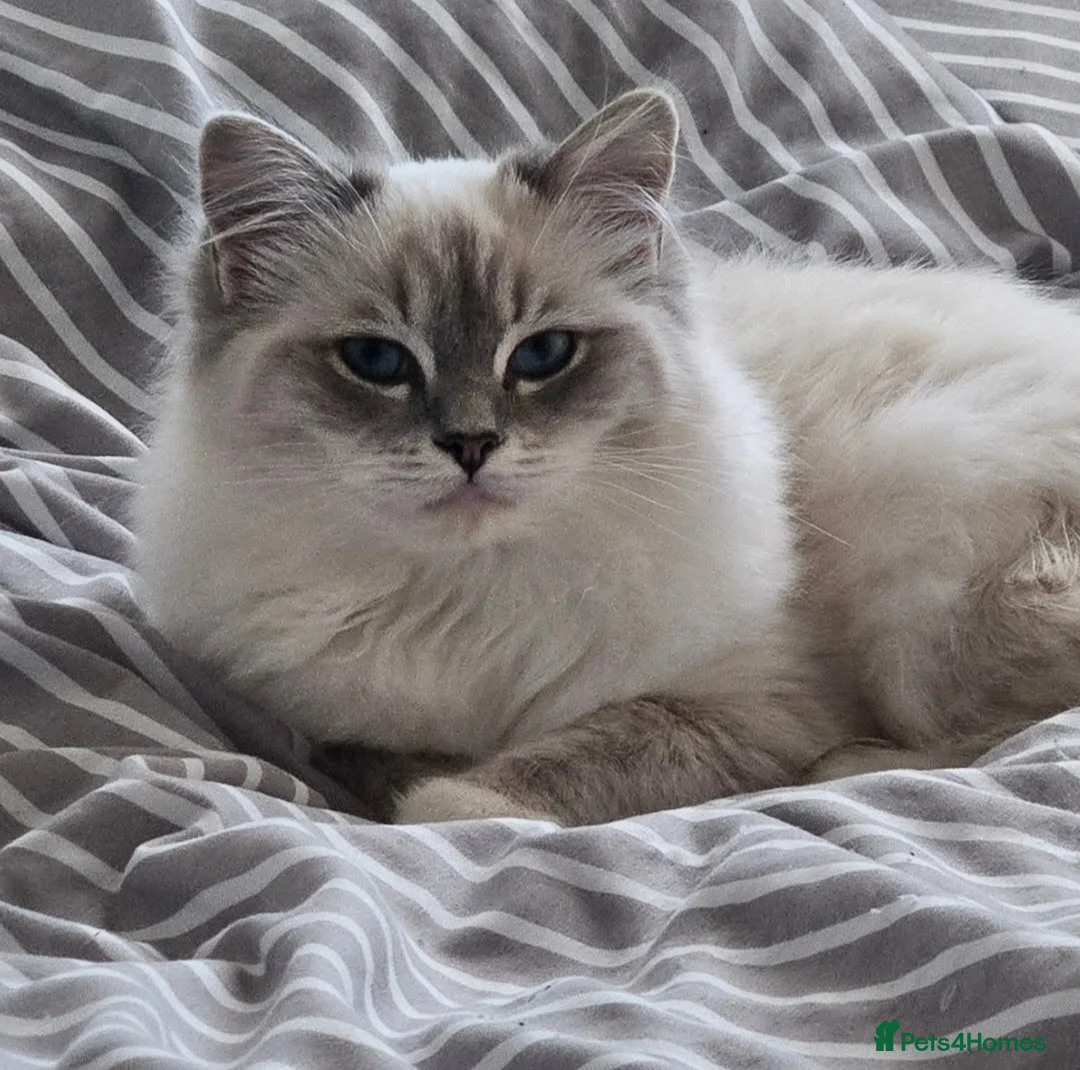 Ragdoll cats for sale: Tica active blue tabby ragdoll - Advert 2