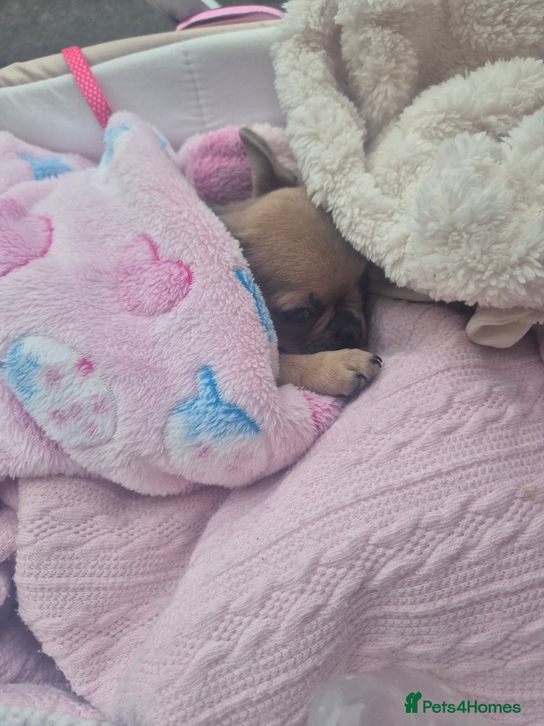 Chug dogs for sale: Fendi is looking for a home with walks - Advert 4