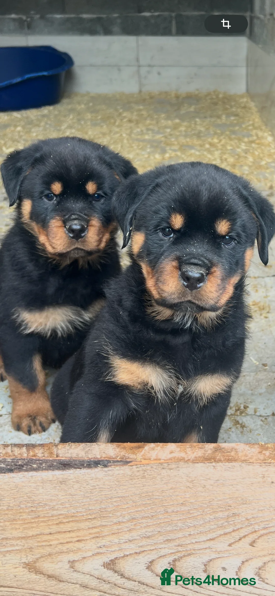 Rottweiler dogs for sale: Top German Rottweiler in Dudley - Advert 3