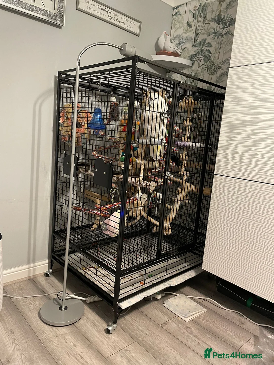 Cockatoo birds for sale: Stunning 10 month old Umbrella Cockatoo - Advert 2