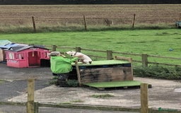 American Bulldog dogs for adoption: American Bulldog Needing Furever Home - Image 5