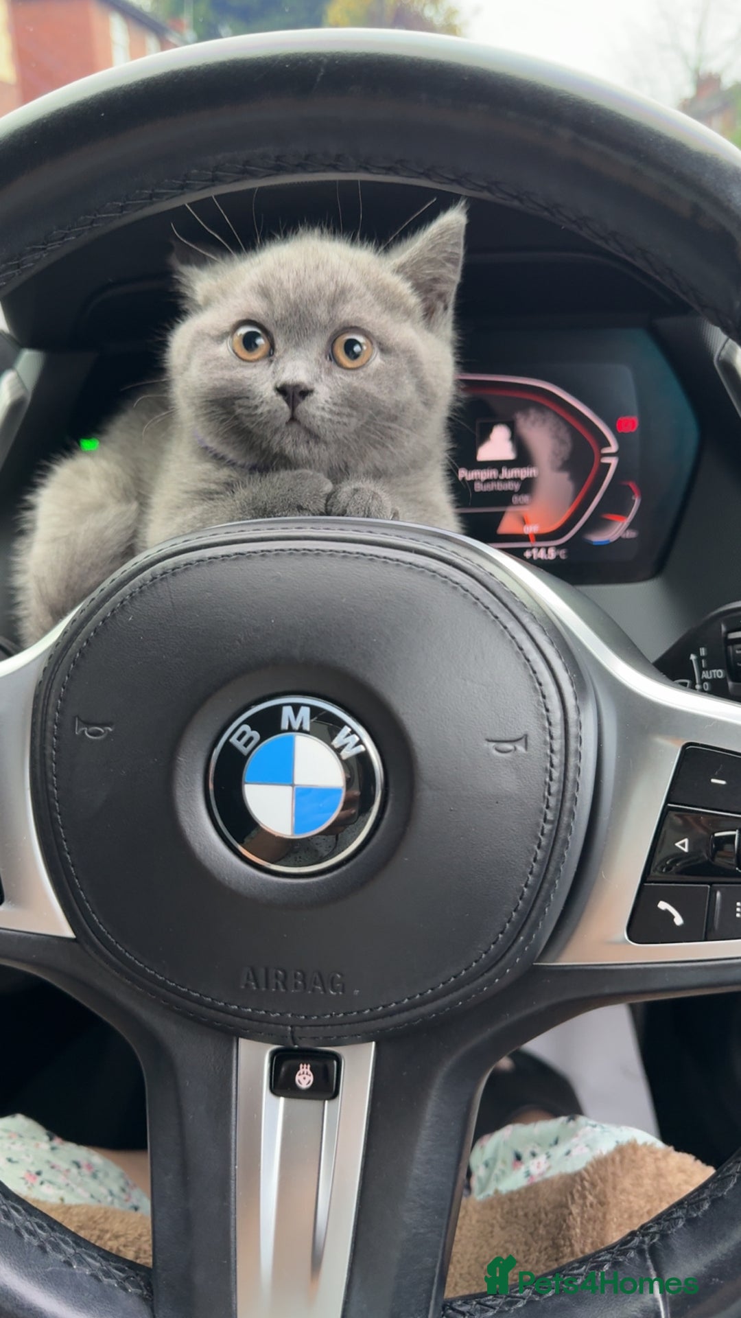 British Shorthair cats for sale: British shorthair kitten boy  - Advert 3