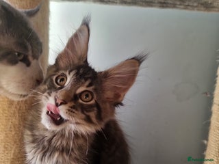 Maine Coon cats TICA REG. Amazing kittens - Advert 5