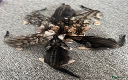 Bengal cats for sale: 🐾 TICA Registered Bengal Kittens 🐆🥰 - Image 2
