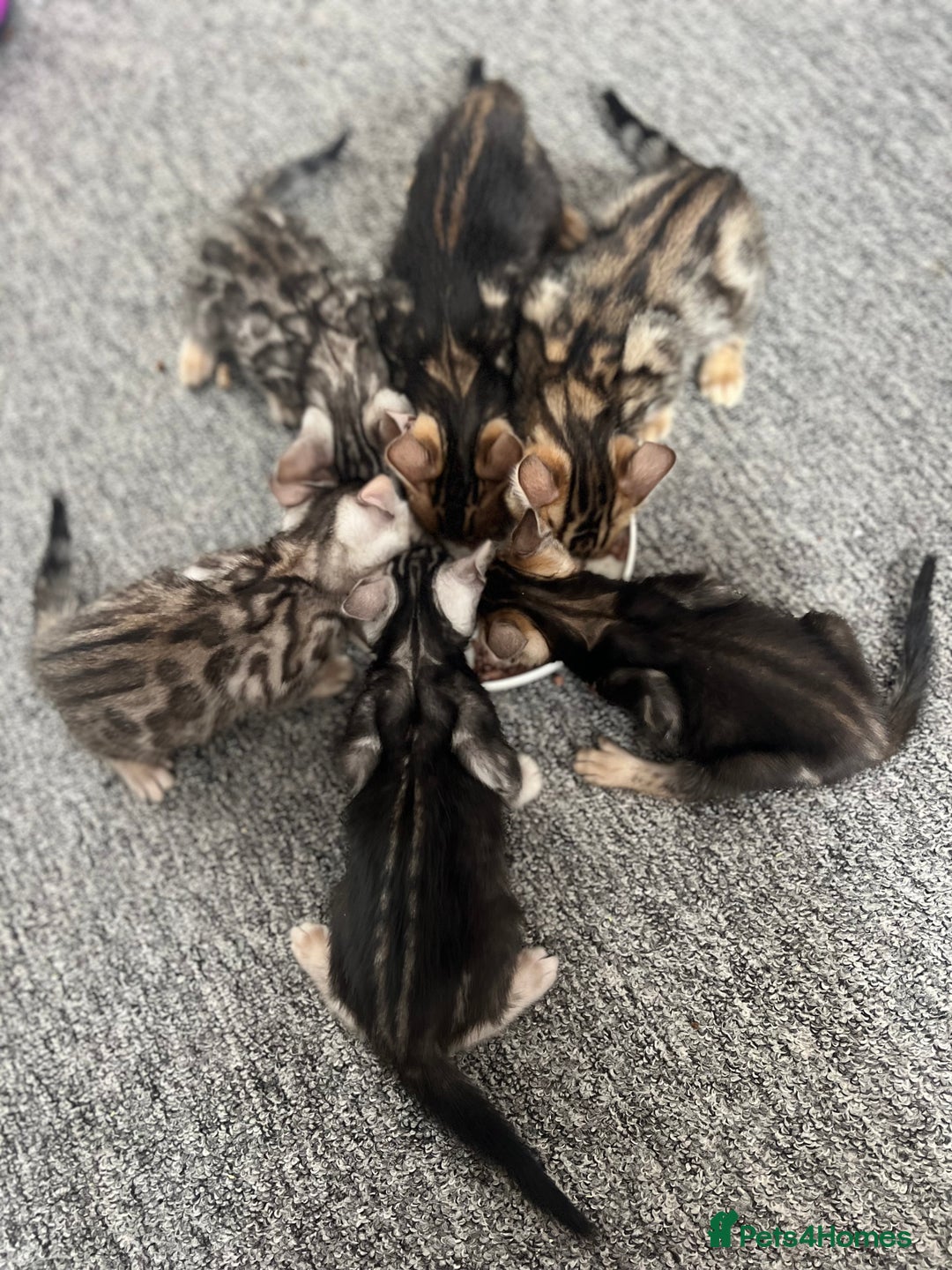 Bengal cats for sale: 🐾 TICA Registered Bengal Kittens 🐆🥰 - Image 2