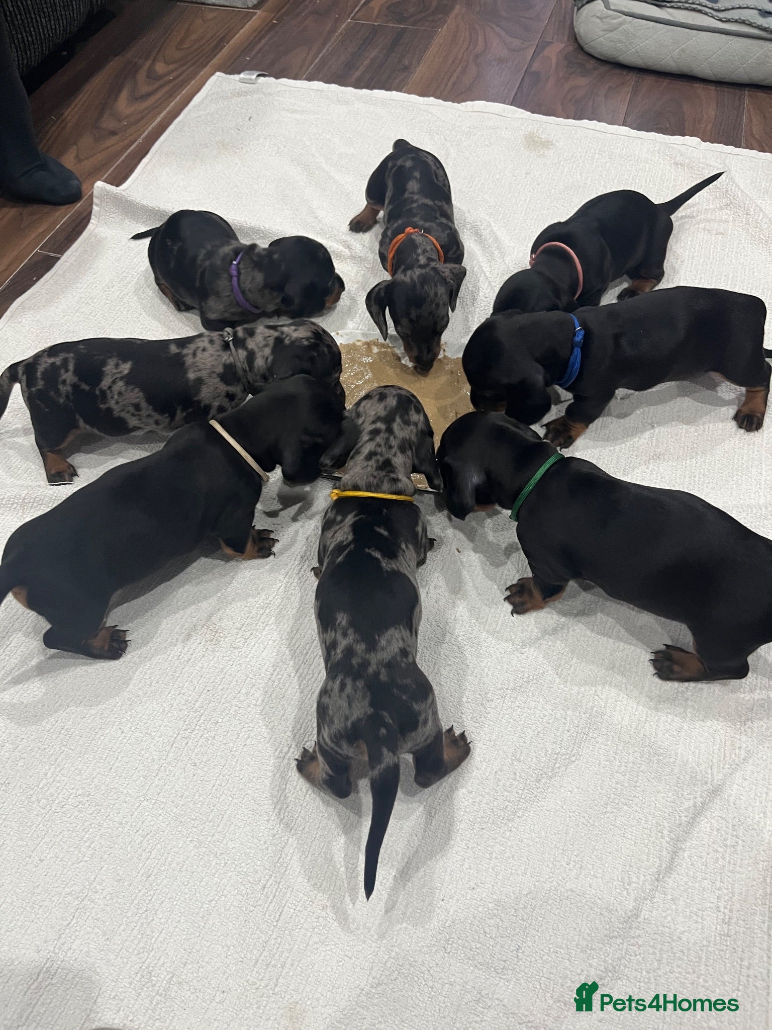 Dachshund dogs 6 Dachshund beautiful puppies for sale - Advert 1