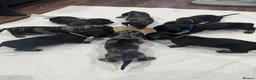 Dachshund dogs for sale: 6 Dachshund beautiful puppies for sale - Advert 1