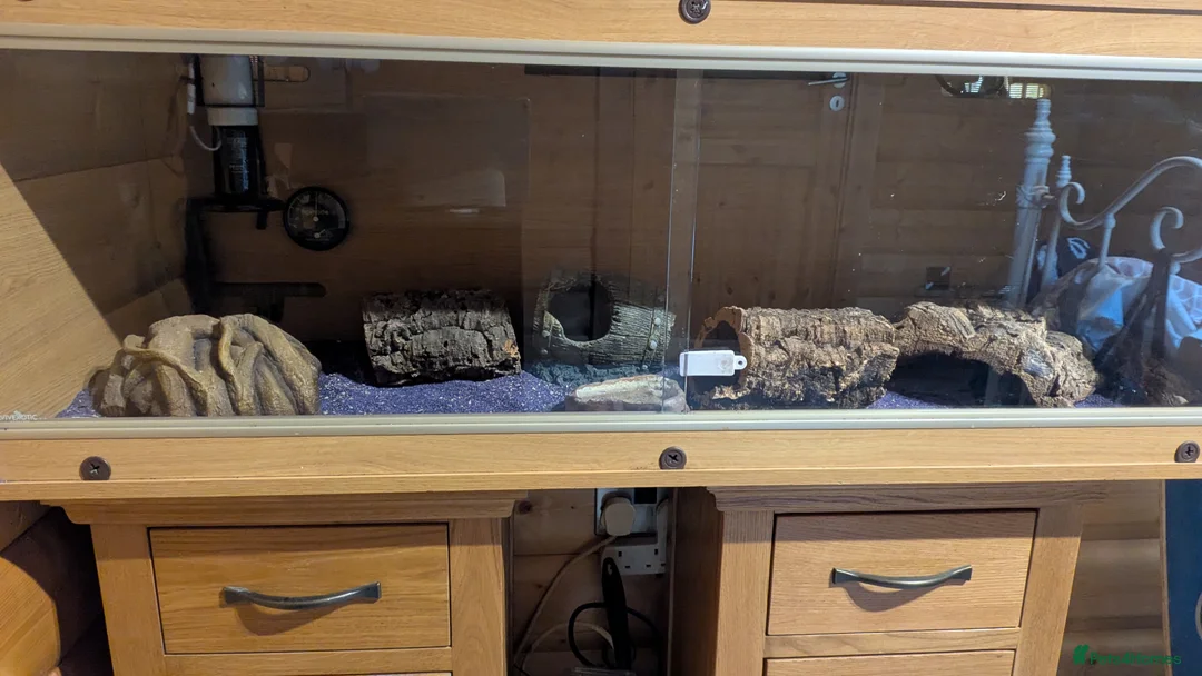 Leopard Gecko reptiles for sale: Leopard gecko  - Advert 1