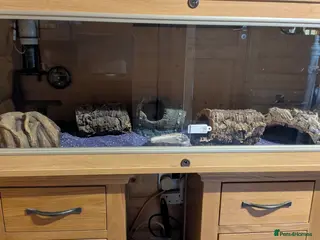 Leopard Gecko reptiles Leopard gecko - Advert 1