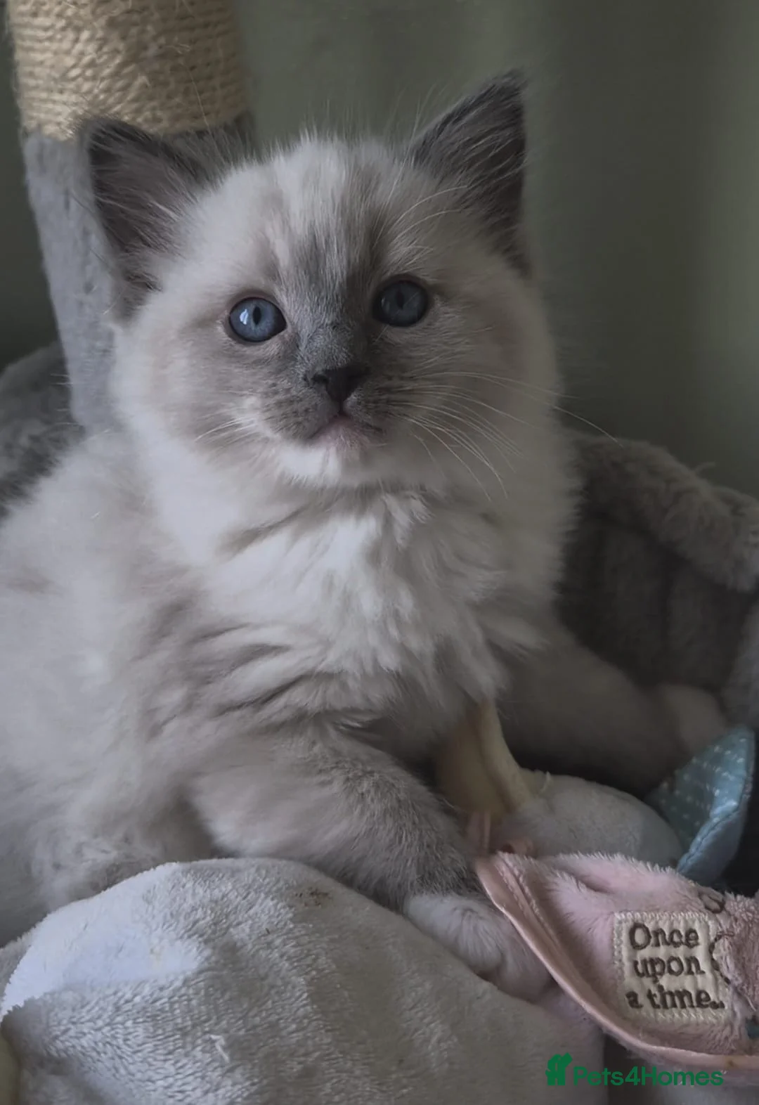 Ragdoll cats for sale: Beautiful gccf reg Rsgdoll boy - Advert 2