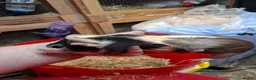 Guinea Pig rodents for sale: Baby guinea pigs for sale  - Advert 12