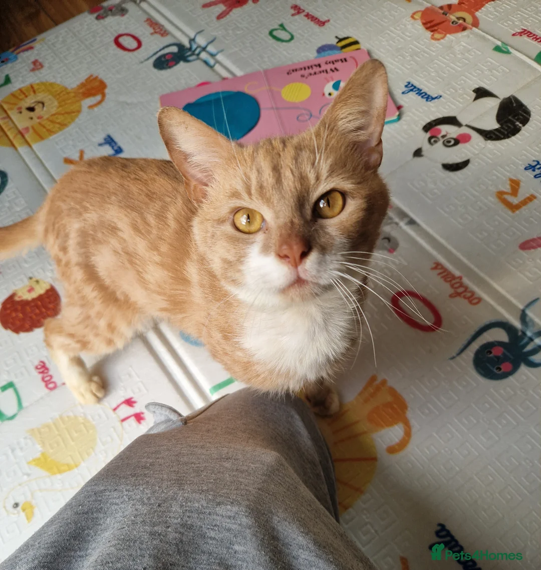 Mixed Breed cats for sale: Male 8 Months Ginger Cat - Advert 3