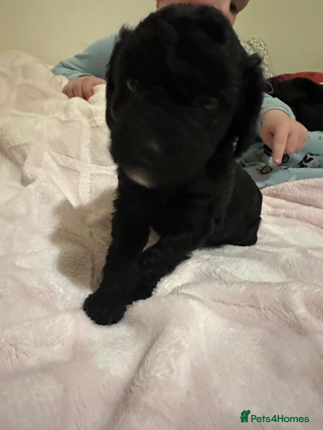 Toy Poodle dogs for sale: Toy poodle puppies - Image 6