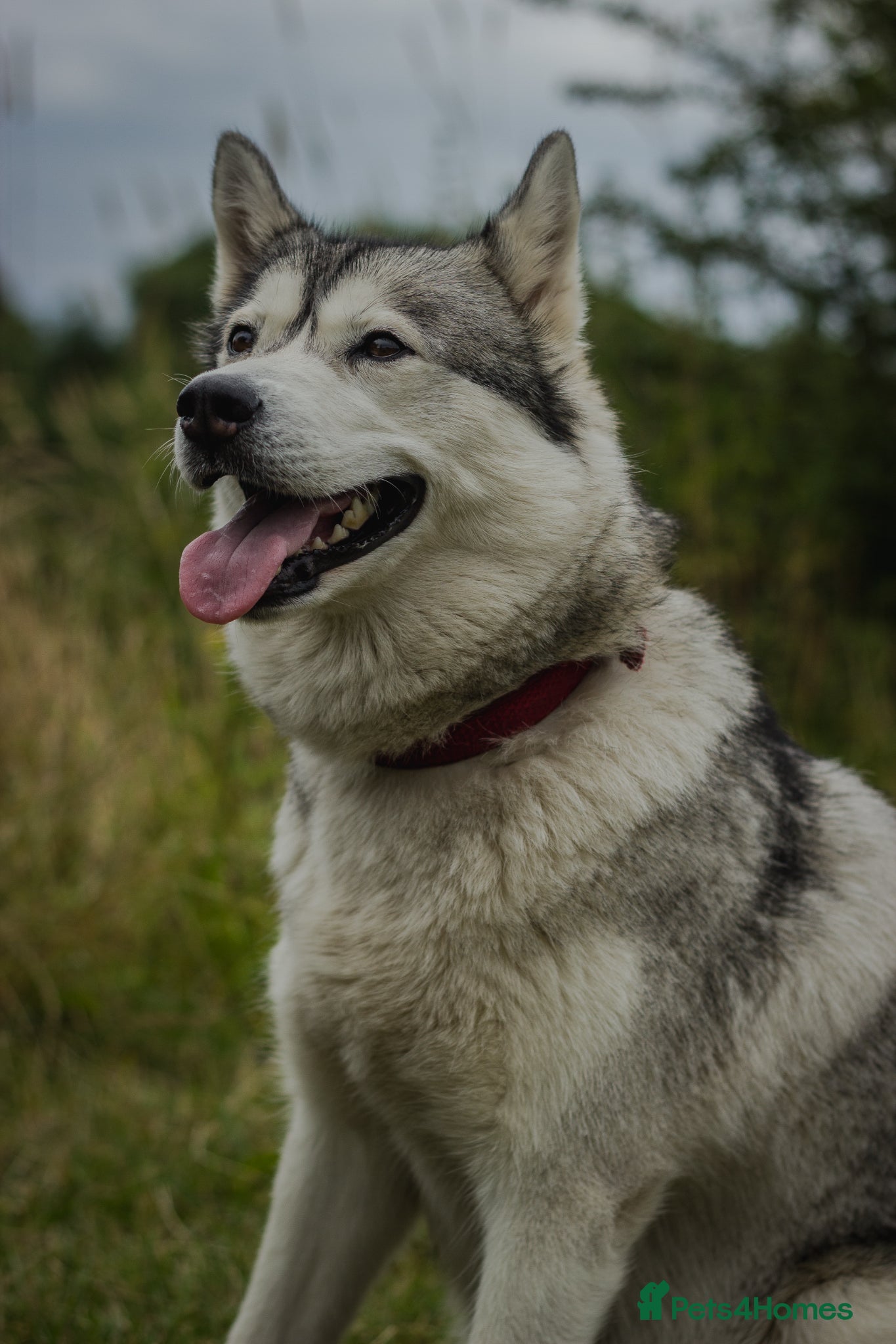 Siberian Husky dogs Beautifull Siberian Husky puppies - Advert 2