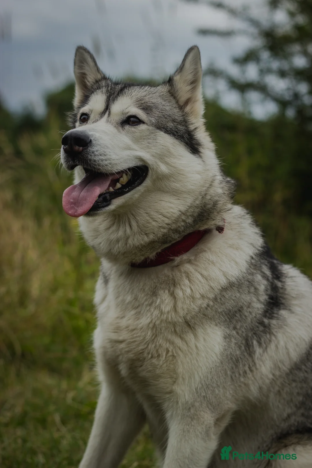 Siberian Husky dogs for sale: Beautifull Siberian Husky puppies - Advert 2