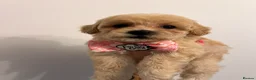 Poochon dogs for sale: Poochons born to Extensively HealthTested parents  - Advert 13