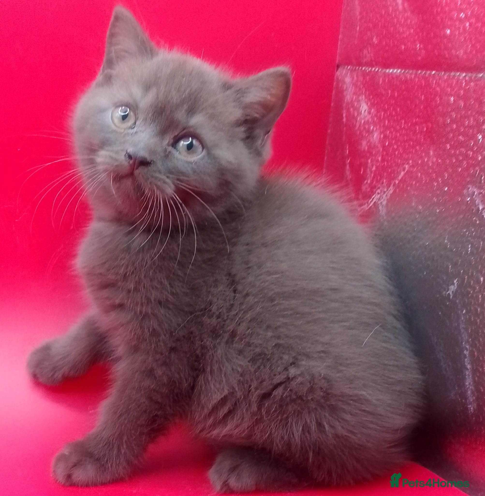 British Shorthair cats LAST KITTEN REDUCED!! - Advert 3