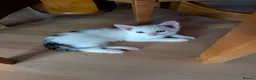 Mixed Breed cats for sale: Kittens  - Advert 16