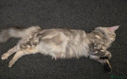 Maine Coon cats for sale: Maine Coon Black Silver Russian Lines - Image 15