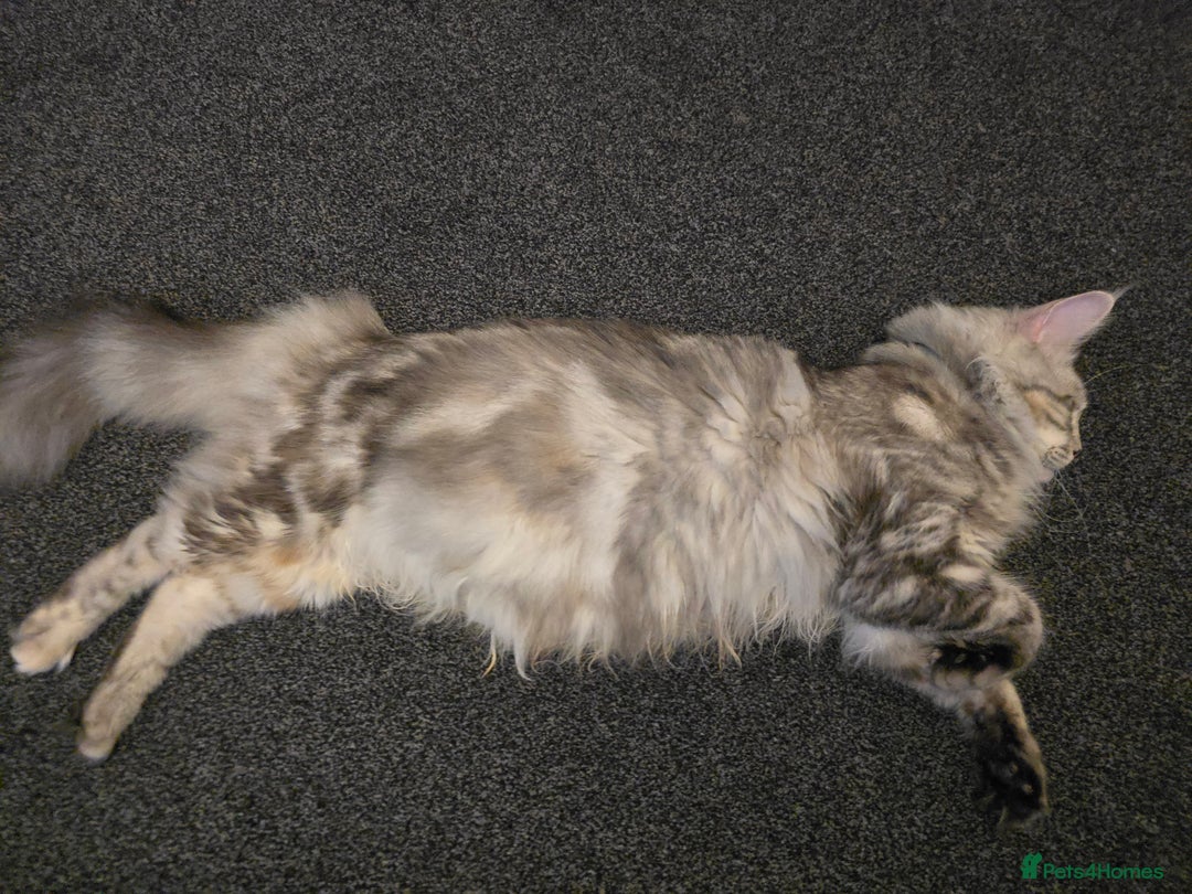 Maine Coon cats for sale: Maine Coon Black Silver Russian Lines - Image 15