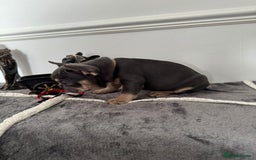 French Bulldog dogs for sale: Kc Registered 5 Generation Pedigree Quality  - Image 9