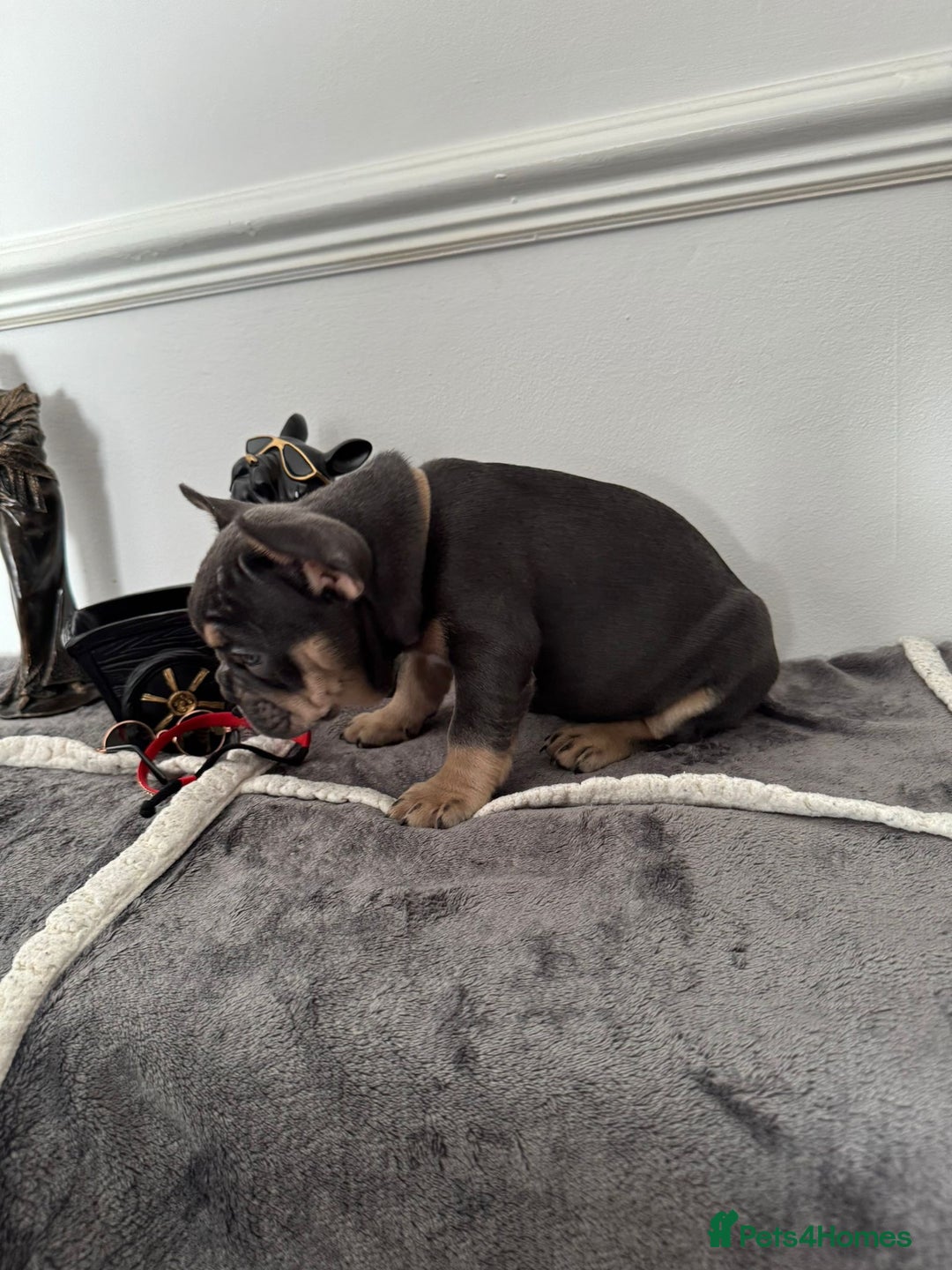 French Bulldog dogs for sale: Kc Registered 5 Generation Pedigree Quality  - Image 9