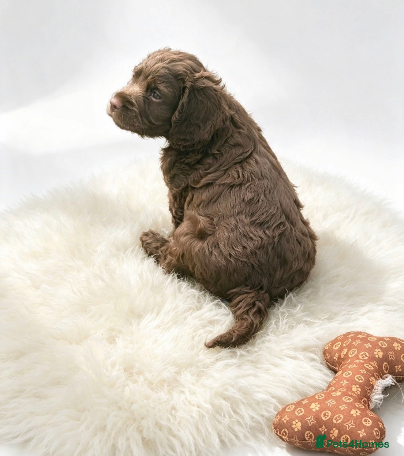 Cocker Spaniel dogs Amazing cocker spaniels  - Advert 1