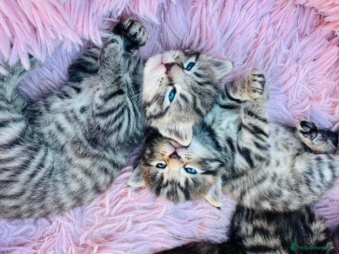 Mixed Breed cats for sale: 🐾 Adorable kittens looking for their homes 🐾 in Barnsley - Advert 1