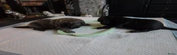 Cava Tzu dogs for sale: Cava Tzu pups - Advert 14