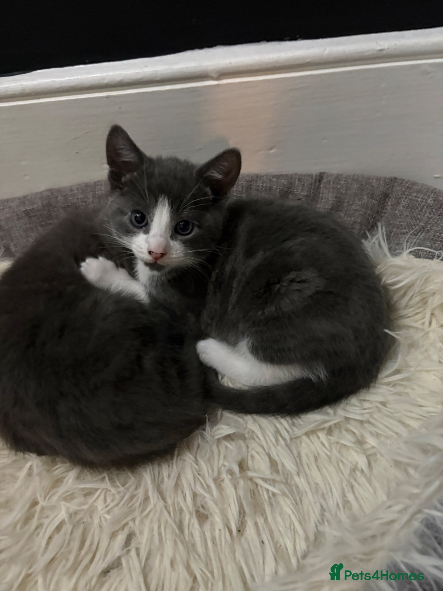 Russian Blue cats Russian blue X kittens (2 girls left) - Advert 1