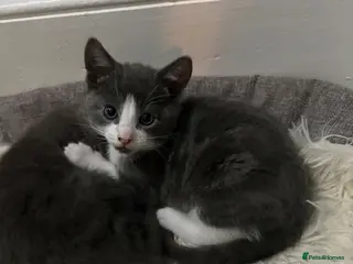 Russian Blue cats Russian blue X kittens (2 girls left) - Advert 17